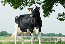 Влияние добавки бутирата на обмен энергии и воспаления у молочных коров в транзитный период