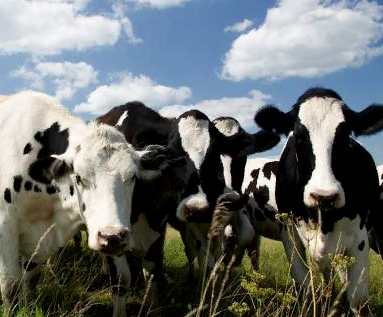 Влияние метионина в защищенной от разрушения в рубце форме на продуктивность и выделение азота у лактирующих молочных коров