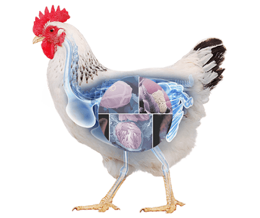 КОКЦИЗИН - ДЛ 0,5%-применяется с целью профилактики и лечения эймериоза у цыплят-бройлеров и ремонтного молодняка кур.