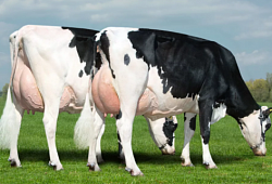 Поддержка здоровой иммунной функции у молочных коров в транзитный период