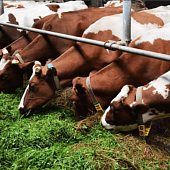 Программа гигиены на молочных фермах КЛИНОЛАК