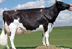 Продуктивность молочных коров, при возможных проблемах с микотоксинами