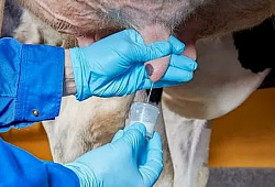 Влияние микотоксинов на молочный скот