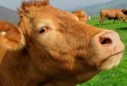 Коровы в транзитный период испытывают потребность как в метионине, так и в холине