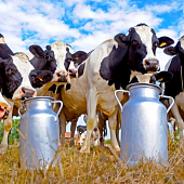 Молочная продуктивность и качество молока